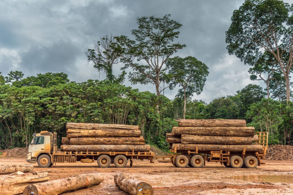 Atividade madeireira - Desmatamento na Amazônia