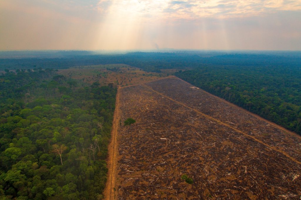 Desmatamento na Amazônia - Desmatamento das florestas naturais