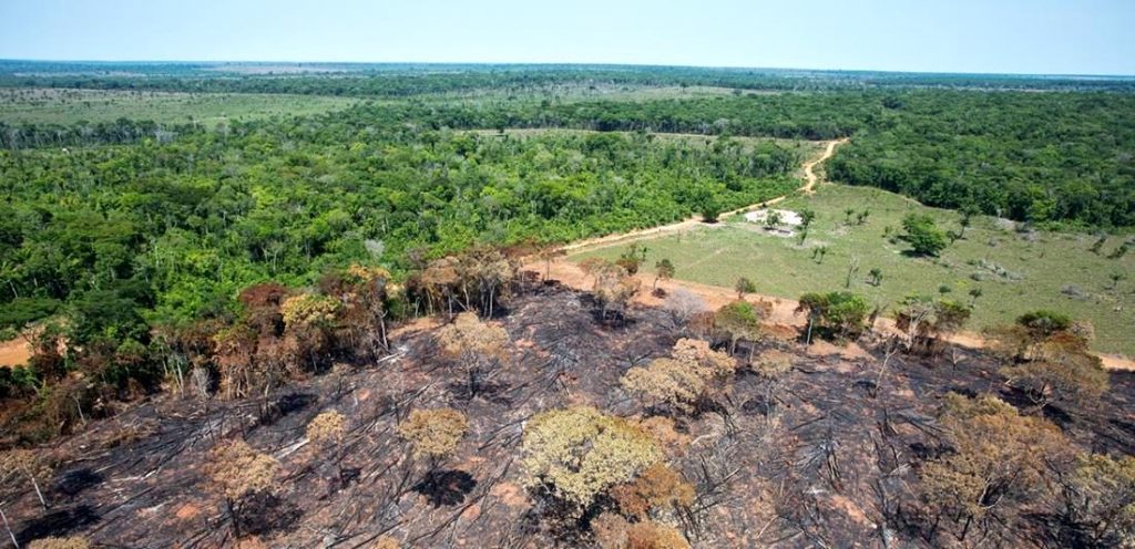 Desmatamento na Amazônia - Desmatamento das florestas naturais