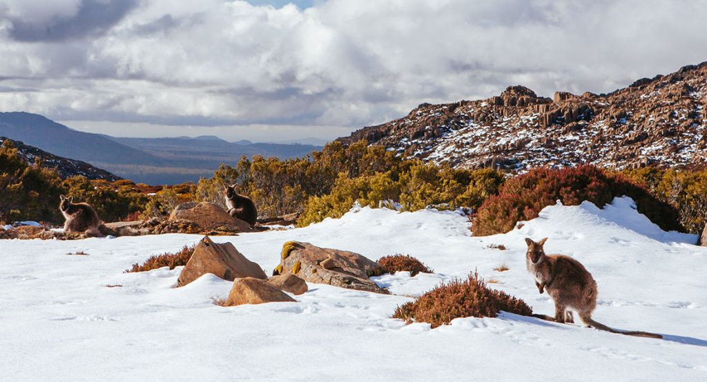 Temporada de neve - Turismo na Austrália 