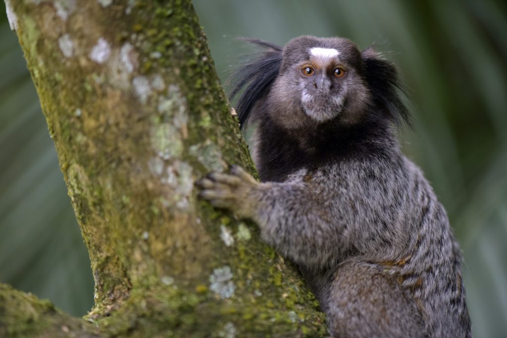 Sagui - Animais de estimação exóticos