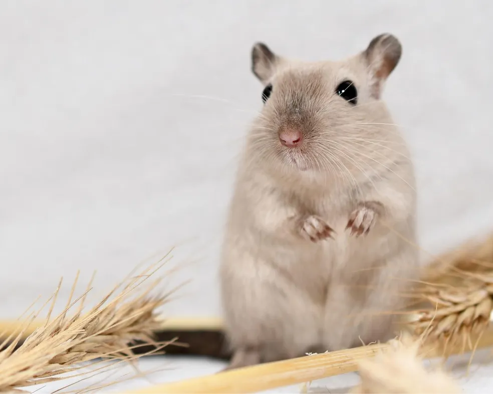 Gerbil - Animais de estimação exóticos