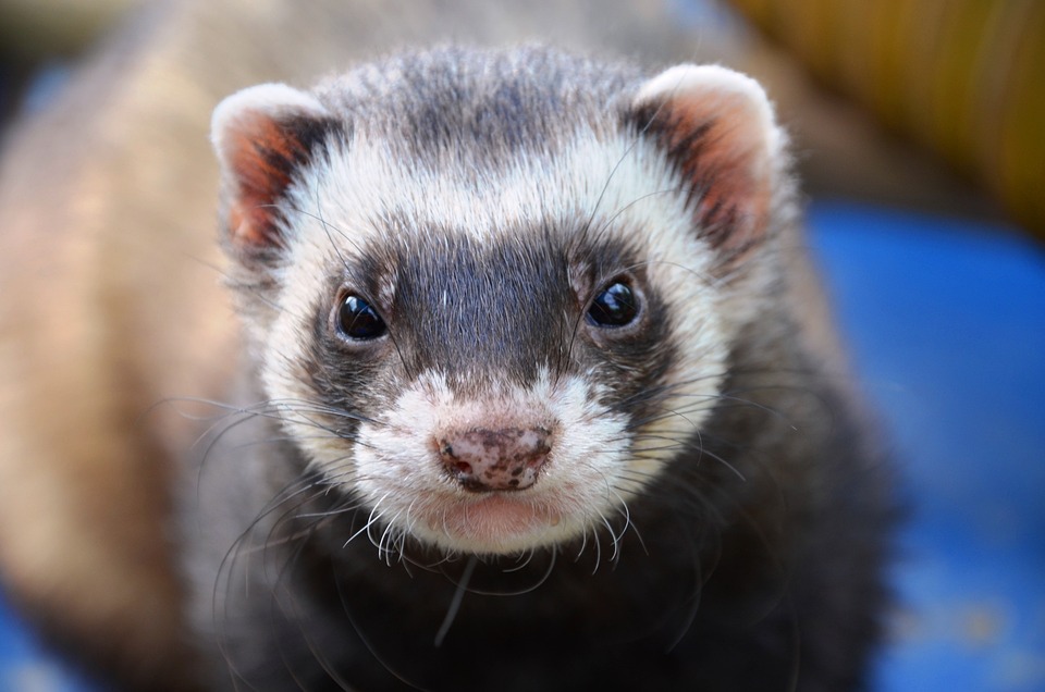 Furão - Animais de estimação pequenos