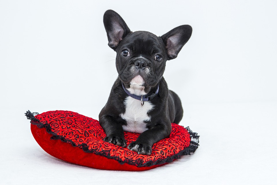 Lindo cachorro de raça pequena  - Animais de estimação pequenos