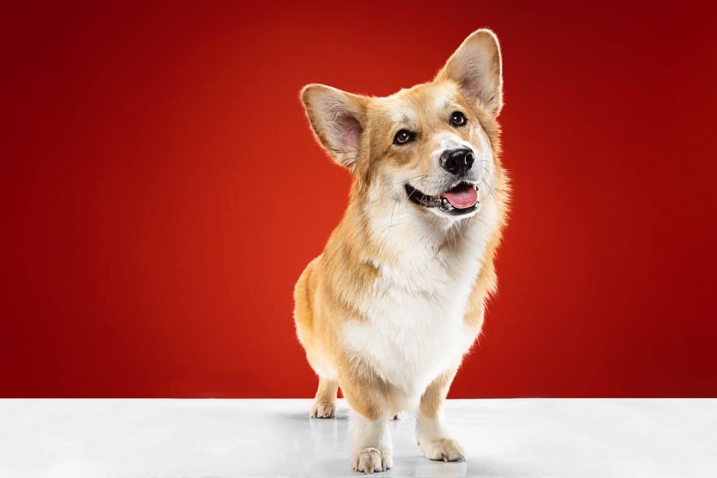 Corgi 