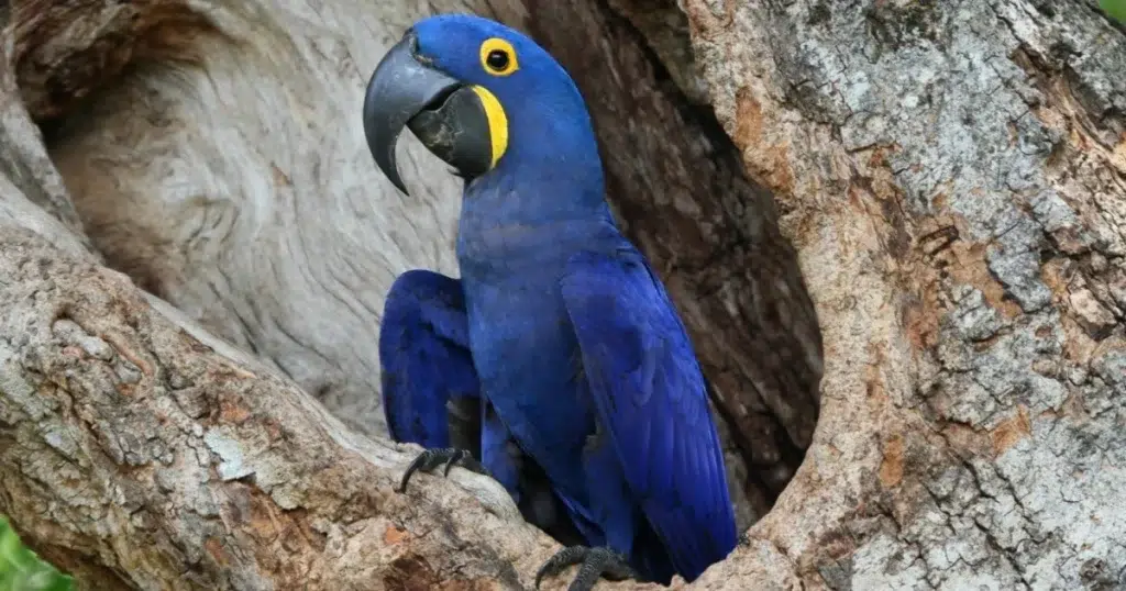 Arara azul-de-lear - Animais em extinção