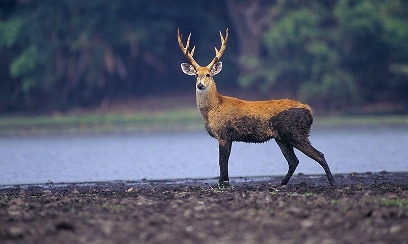 Cervo-do-Pantanal - Animais em extinção