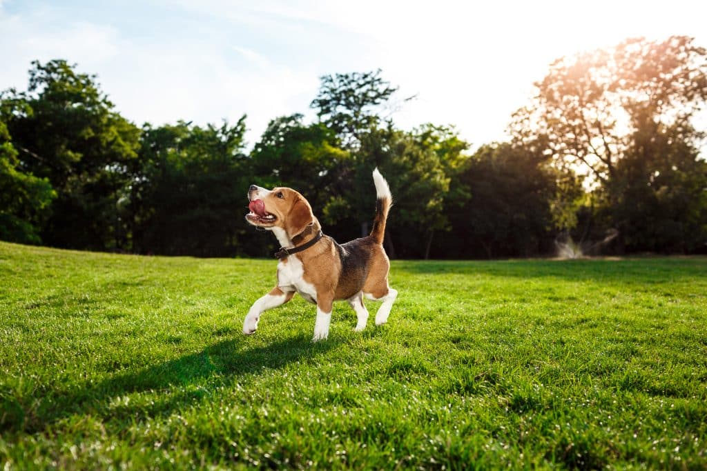 Fazer atividade física é importante para a saúde do cão - Curiosidades sobre cachorros