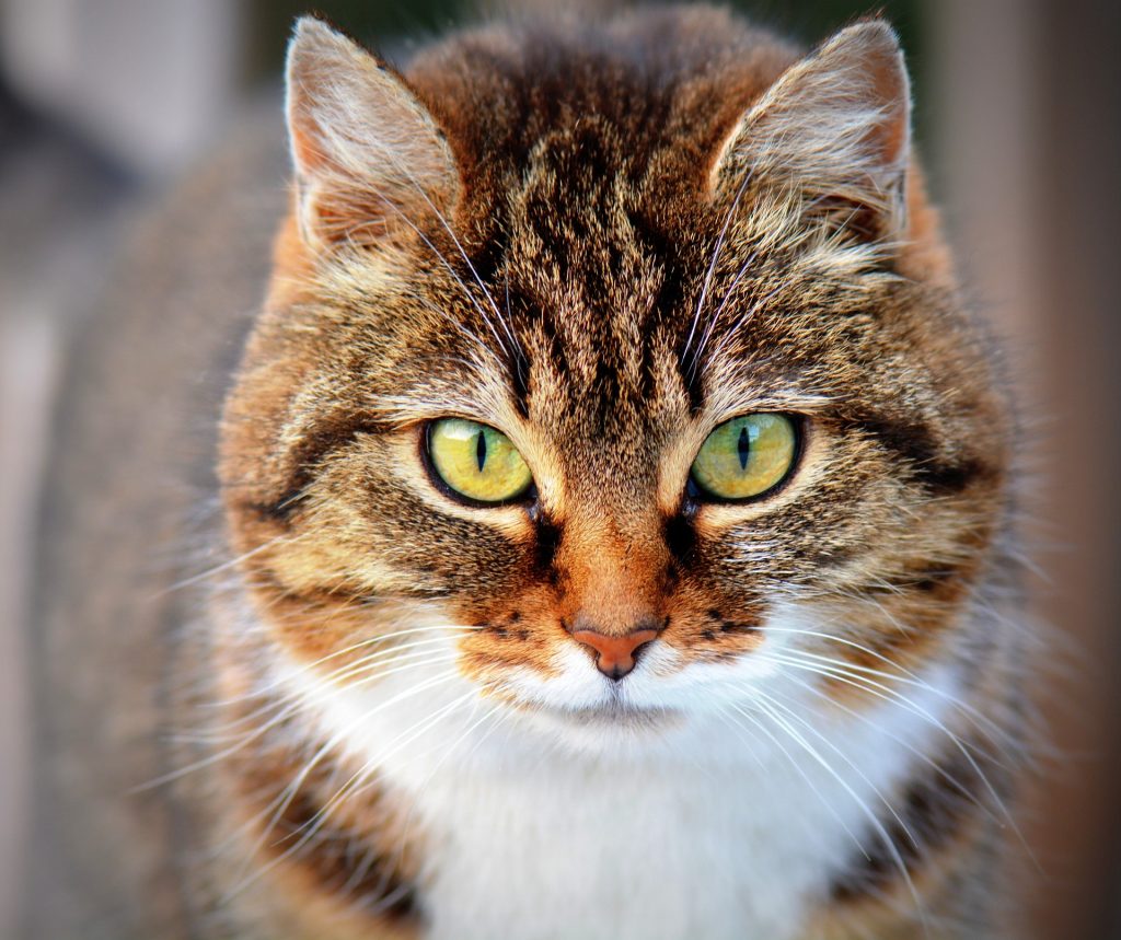 Lindo gato de estimação  - Gatos mais lindos do mundo