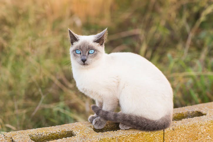 Gato siamês - Gatos mais lindos do mundo