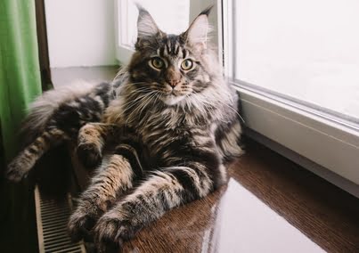 Gato Maine Coon - Gatos mais lindos do mundo