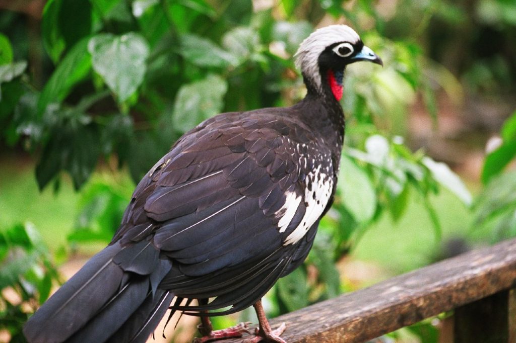 Jacutinga - Animais em extinção do Brasil