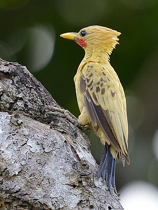 Pica pau amarelo - Animais em extinção do Brasil