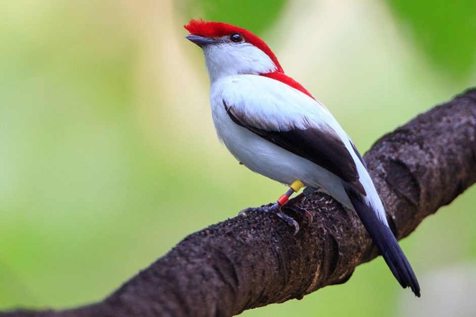 Soldadinho do Araripe - Animais em extinção do Brasil