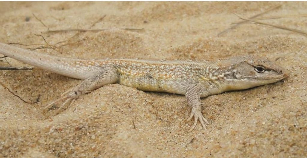 Lagartixa de areia - Animais em extinção do Brasil