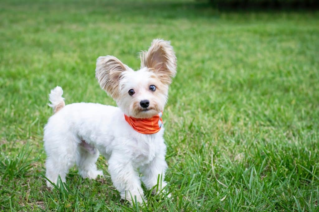 Cachorro de porte pequeno - Nomes para cachorro