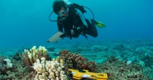 Biologia Marinha No Brasil