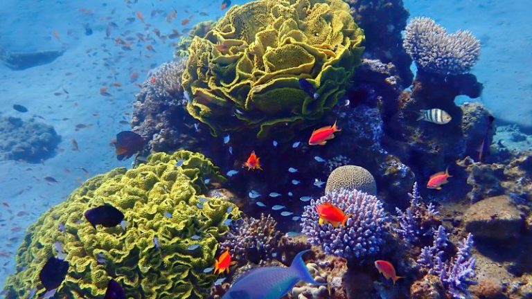 Biologia Marinha No Brasil: Tudo que Você Precisa Saber!